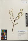 Foto von Salix padophylla Rydb.